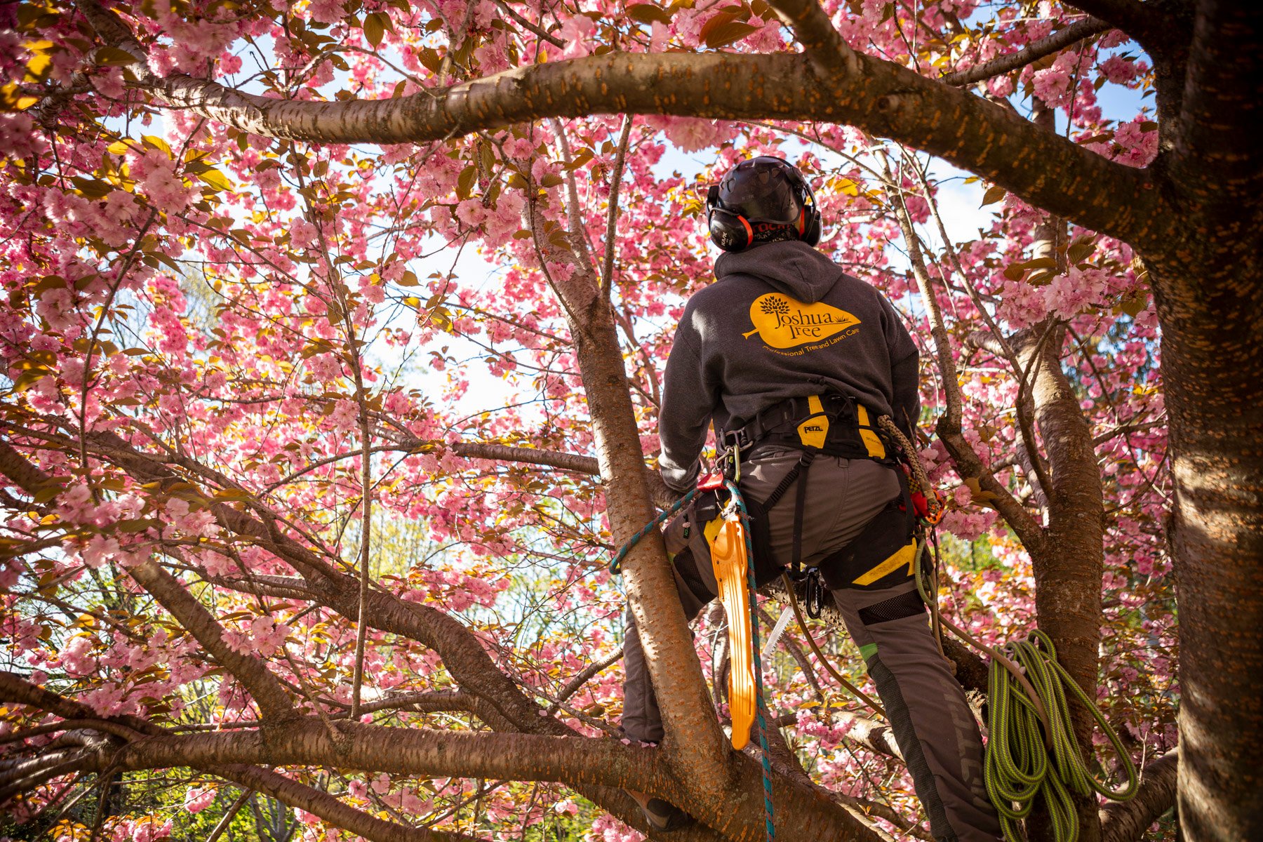 arborist-jobs-why-climber-groundsman-jobs-can-be-great-career-options